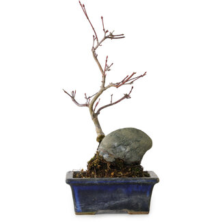 Acer palmatum Deshojo, 23 cm, ± 5 Jahre alt