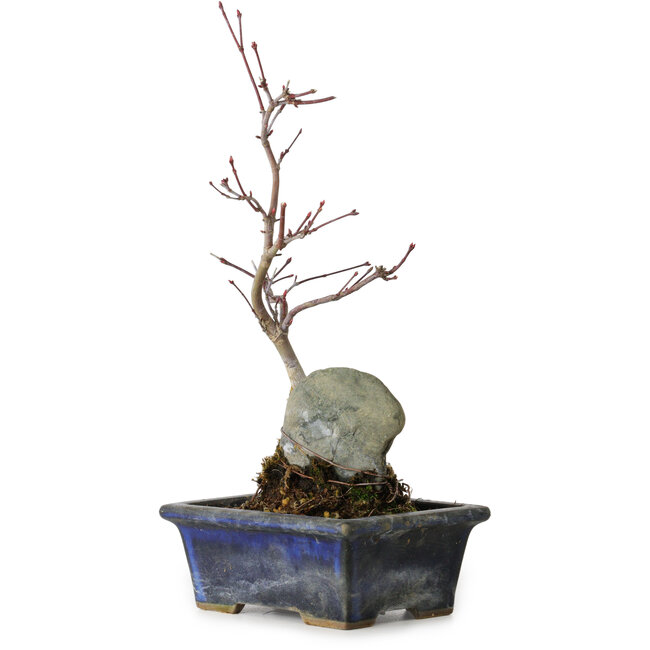 Acer palmatum Deshojo, 23 cm, ± 5 ans