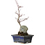 Acer palmatum Deshojo, 23 cm, ± 5 años de edad