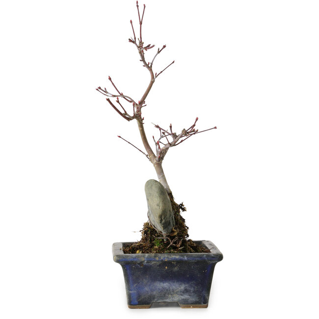 Acer palmatum Deshojo, 23 cm, ± 5 años de edad