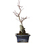 Acer palmatum Deshojo, 23 cm, ± 5 years old