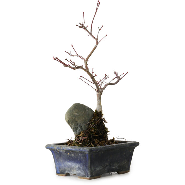 Acer palmatum Deshojo, 23 cm, ± 5 jaar oud