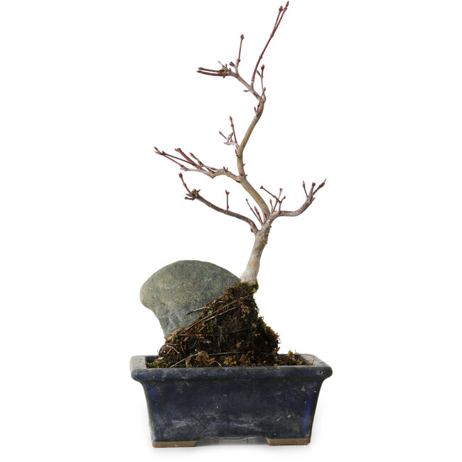 Acer palmatum Deshojo, 23 cm, ± 5 Jahre alt