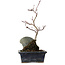 Acer palmatum Deshojo, 23 cm, ± 5 ans