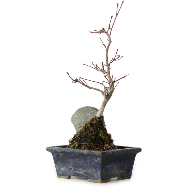 Acer palmatum Deshojo, 23 cm, ± 5 Jahre alt