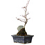 Acer palmatum Deshojo, 23 cm, ± 5 ans