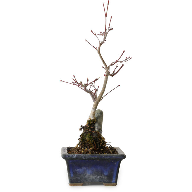 Acer palmatum Deshojo, 23 cm, ± 5 años de edad