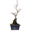 Acer palmatum Deshojo, 23 cm, ± 5 Jahre alt