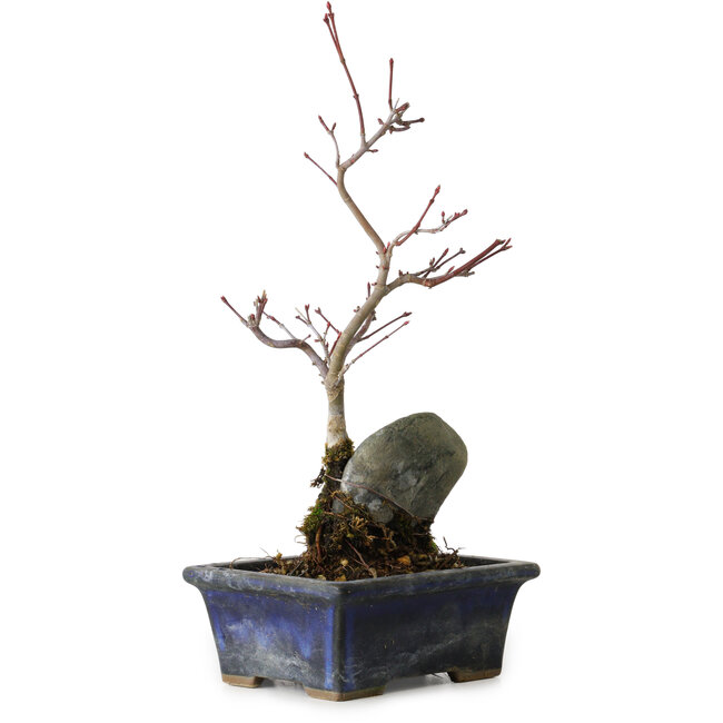 Acer palmatum Deshojo, 23 cm, ± 5 Jahre alt