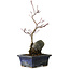 Acer palmatum Deshojo, 23 cm, ± 5 ans