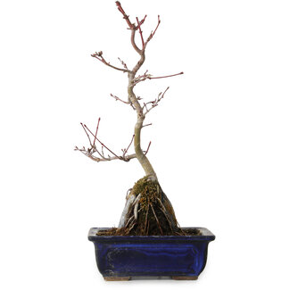 Acer palmatum Deshojo, 29 cm, ± 8 años de edad