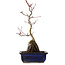 Acer palmatum Deshojo, 29 cm, ± 8 Jahre alt