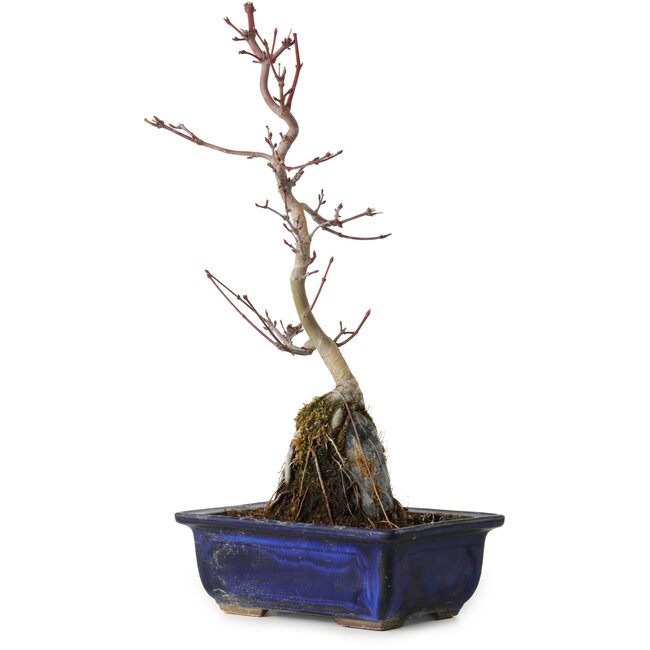 Acer palmatum Deshojo, 29 cm, ± 8 años de edad