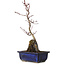 Acer palmatum Deshojo, 29 cm, ± 8 ans
