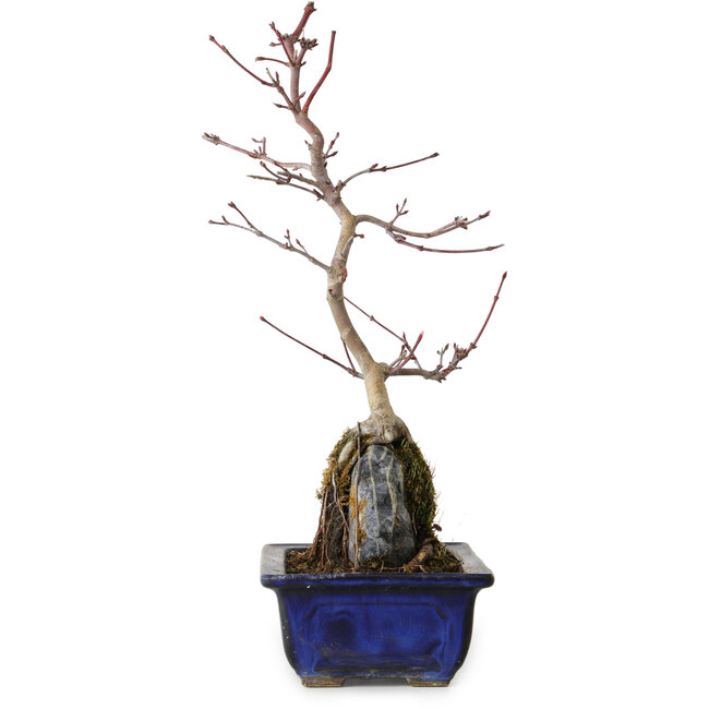 Acer palmatum Deshojo, 29 cm, ± 8 Jahre alt