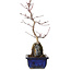 Acer palmatum Deshojo, 29 cm, ± 8 ans
