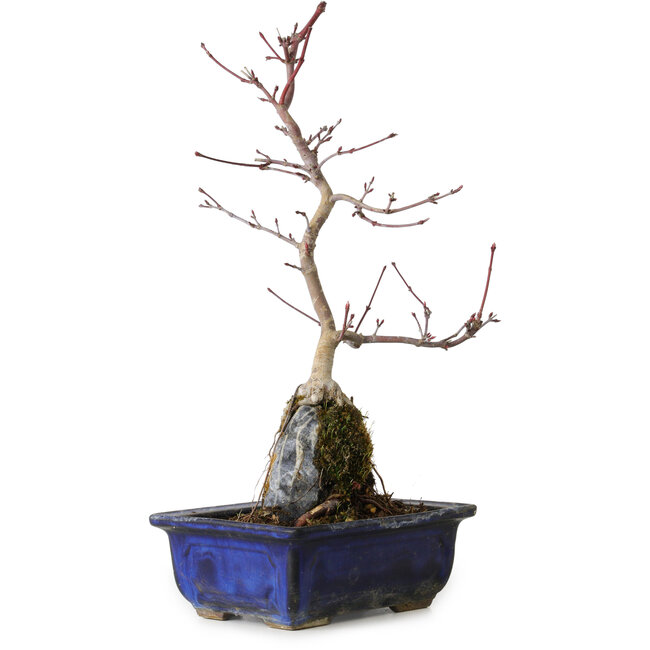 Acer palmatum Deshojo, 29 cm, ± 8 ans