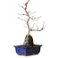Acer palmatum Deshojo, 29 cm, ± 8 anni