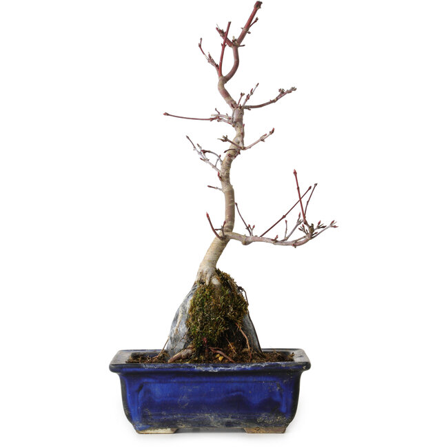 Acer palmatum Deshojo, 29 cm, ± 8 years old