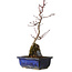 Acer palmatum Deshojo, 29 cm, ± 8 anni