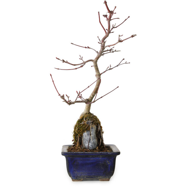 Acer palmatum Deshojo, 29 cm, ± 8 Jahre alt