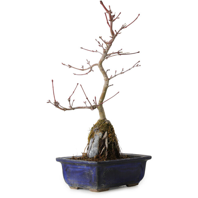 Acer palmatum Deshojo, 29 cm, ± 8 Jahre alt
