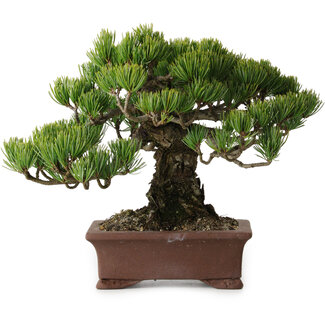 Pinus parviflora, 20 cm, ± 25 jaar oud