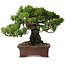 Pinus parviflora, 20 cm, ± 25 Jahre alt, mit einem Wurzelansatz von 8 cm