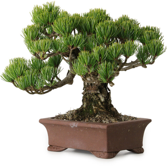 Pinus parviflora, 20 cm, ± 25 Jahre alt, mit einem Wurzelansatz von 8 cm