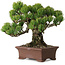 Pinus parviflora, 20 cm, ± 25 Jahre alt, mit einem Wurzelansatz von 8 cm
