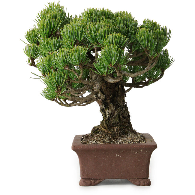 Pinus parviflora, 20 cm, ± 25 Jahre alt, mit einem Wurzelansatz von 8 cm