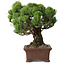 Pinus parviflora, 20 cm, ± 25 Jahre alt, mit einem Wurzelansatz von 8 cm