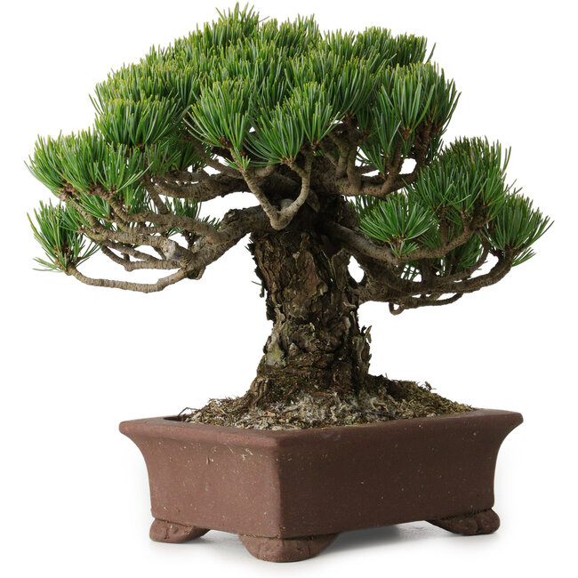 Pinus parviflora, 20 cm, ± 25 jaar oud, met een nebari van 8 cm