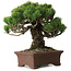 Pinus parviflora, 20 cm, ± 25 Jahre alt, mit einem Wurzelansatz von 8 cm