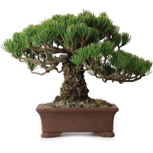 Pinus parviflora, 20 cm, ± 25 jaar oud, met een nebari van 8 cm