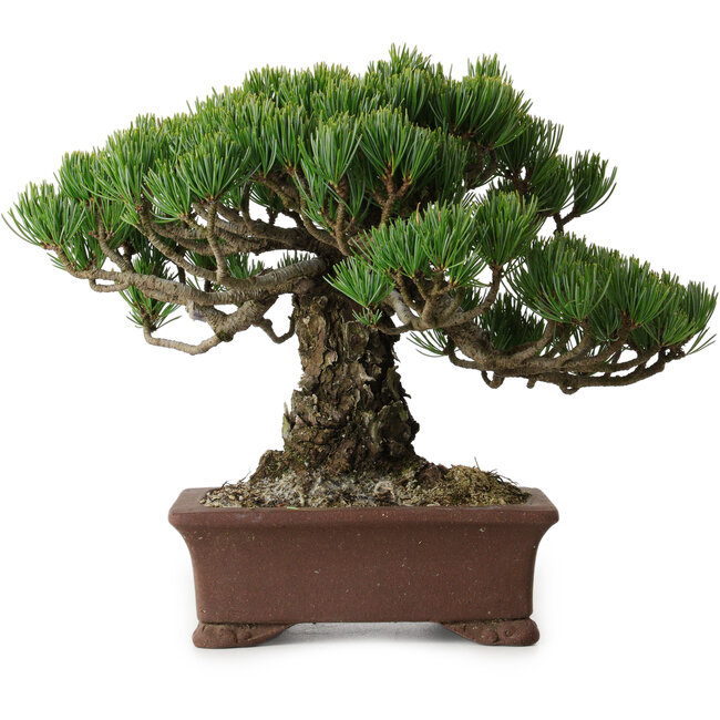 Pinus parviflora, 20 cm, ± 25 Jahre alt, mit einem Wurzelansatz von 8 cm