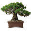 Pinus parviflora, 20 cm, ± 25 Jahre alt, mit einem Wurzelansatz von 8 cm