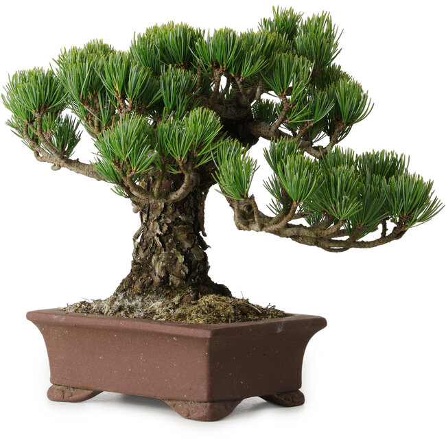 Pinus parviflora, 20 cm, ± 25 Jahre alt, mit einem Wurzelansatz von 8 cm