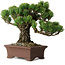 Pinus parviflora, 20 cm, ± 25 Jahre alt, mit einem Wurzelansatz von 8 cm