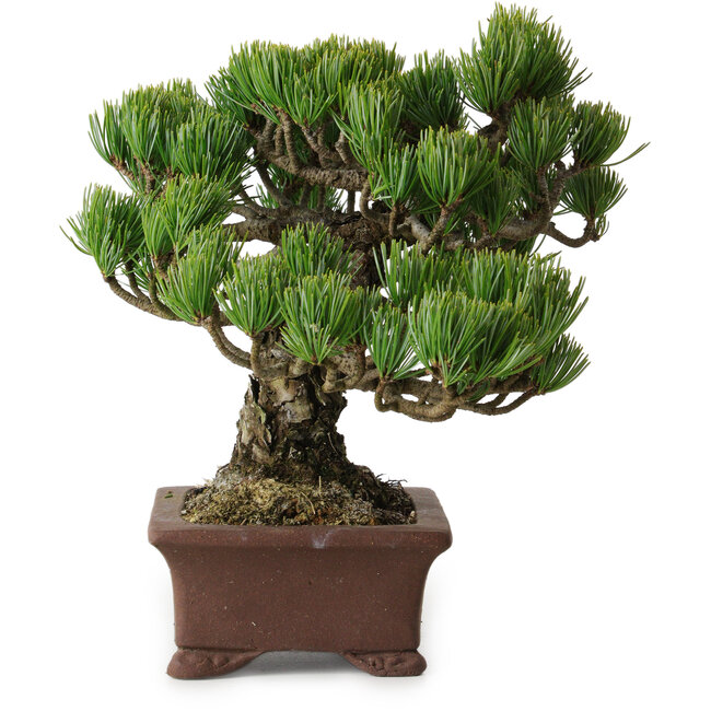 Pinus parviflora, 20 cm, ± 25 años de edad, con un nebari de 8 cm