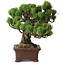 Pinus parviflora, 20 cm, ± 25 Jahre alt, mit einem Wurzelansatz von 8 cm
