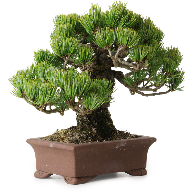Pinus parviflora, 20 cm, ± 25 Jahre alt, mit einem Wurzelansatz von 8 cm