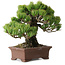 Pinus parviflora, 20 cm, ± 25 Jahre alt, mit einem Wurzelansatz von 8 cm