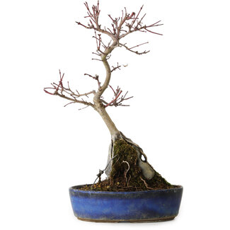 Acer palmatum Deshojo, 29 cm, ± 8 años de edad