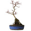 Acer palmatum Deshojo, 29 cm, ± 8 years old