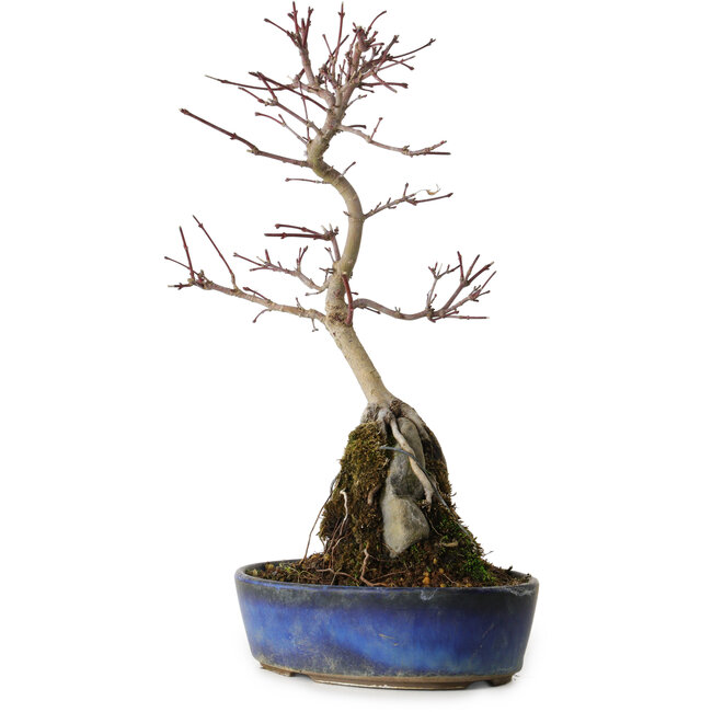 Acer palmatum Deshojo, 29 cm, ± 8 Jahre alt