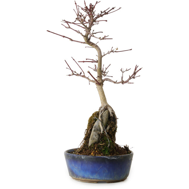 Acer palmatum Deshojo, 29 cm, ± 8 Jahre alt