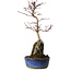Acer palmatum Deshojo, 29 cm, ± 8 anni