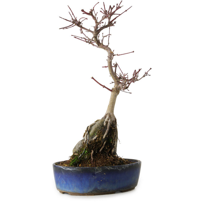 Acer palmatum Deshojo, 29 cm, ± 8 ans