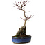 Acer palmatum Deshojo, 29 cm, ± 8 years old